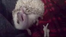 Rare footage of Hedgehog 'self anointing'