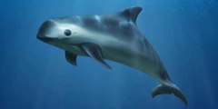 Firman acuerdo para proteger a la vaquita marina en el Golfo de California