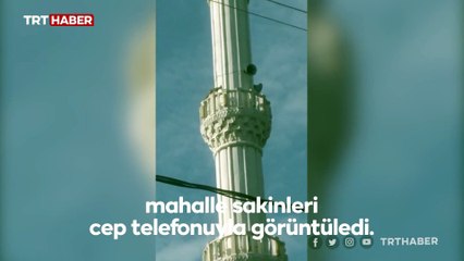 Cami minaresinde dolaşan tilki görenleri şaşırttı