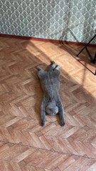 Super Relaxed Kitty Lays on Her Back