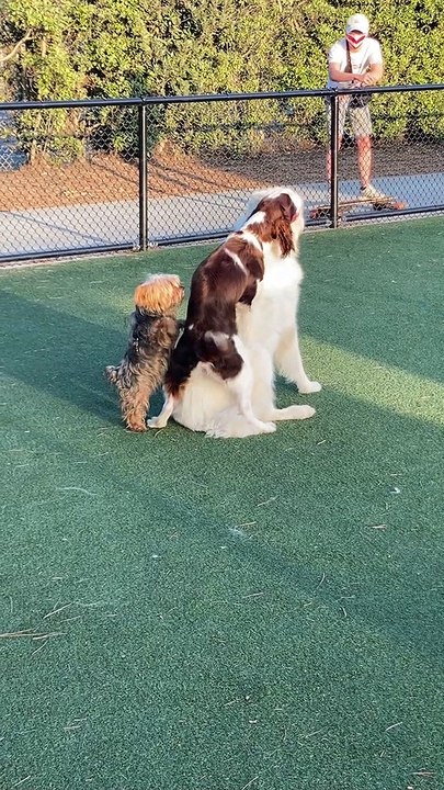 Dogs Get Super Excited to See Each Other at Dog Park