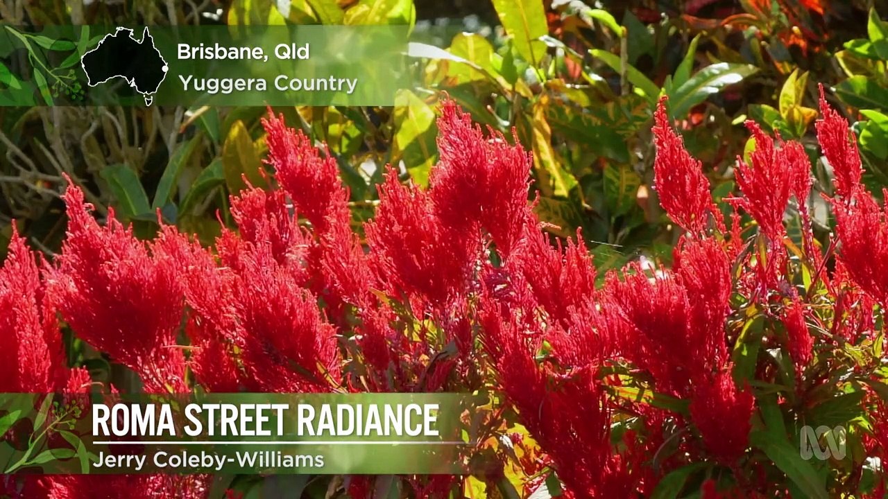 Gardening Australia episode 28 2020