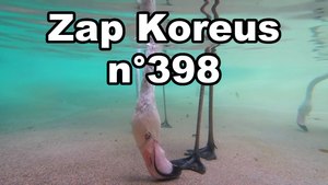 Zap Koreus n°398