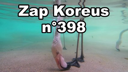 Zap Koreus n°398