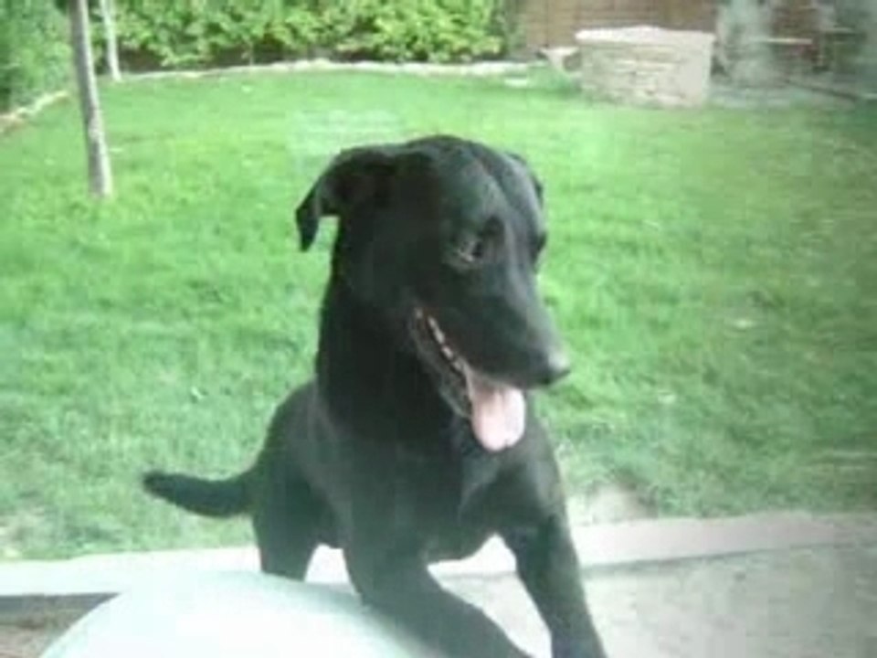 ♥Mes Chien♥
