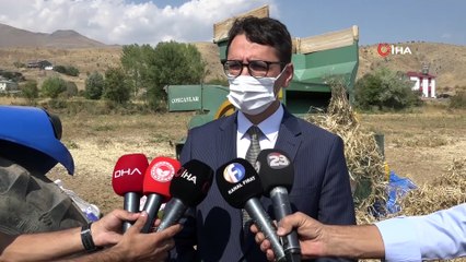 Elazığ'ın 'Bermaz Ovası'nda kuru fasulye hasadı