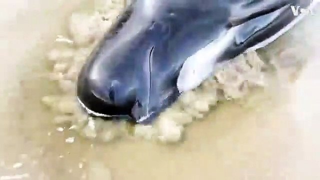 Eyewitness Video Shows Beached Whale on Tasmanian Sandbar