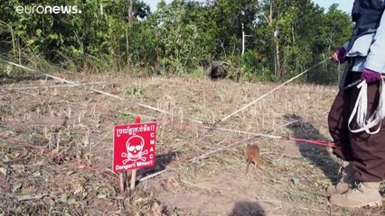 شاهد: جرذ يكشف أماكن الألغام مستخدما حاسة الشم وينال ميدالة ذهبية