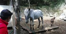 Alpes-Maritimes : des dizaines d'animaux morts et d'autres dénutris retrouvés sur un terrain abandonné