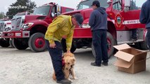 This golden retriever provides emotional support for firefighters tackling California wildfires