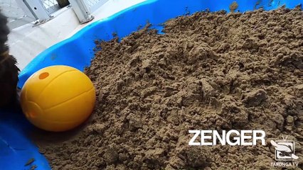 Baby sea lion explores surroundings in Sydney Zoo