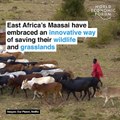 East Africa's Maasai have embraced an innovative way of saving their wildlife and grasslands