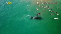 Watch This Whale Duo Surprise Group of Surfers (and Nearly Push Some Off Their Boards)