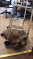 Cette tortue a volé le déambulateur d'un papy