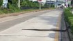 Un énorme serpent traverse tranquillement la route