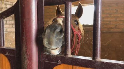 Cuacolandia, el refugio mexicano para caballos maltratados