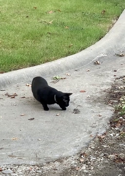 A Real Life Tom and Jerry Scene between Cat and...