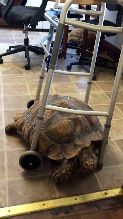 Rambo the Tortoise Steals Walker
