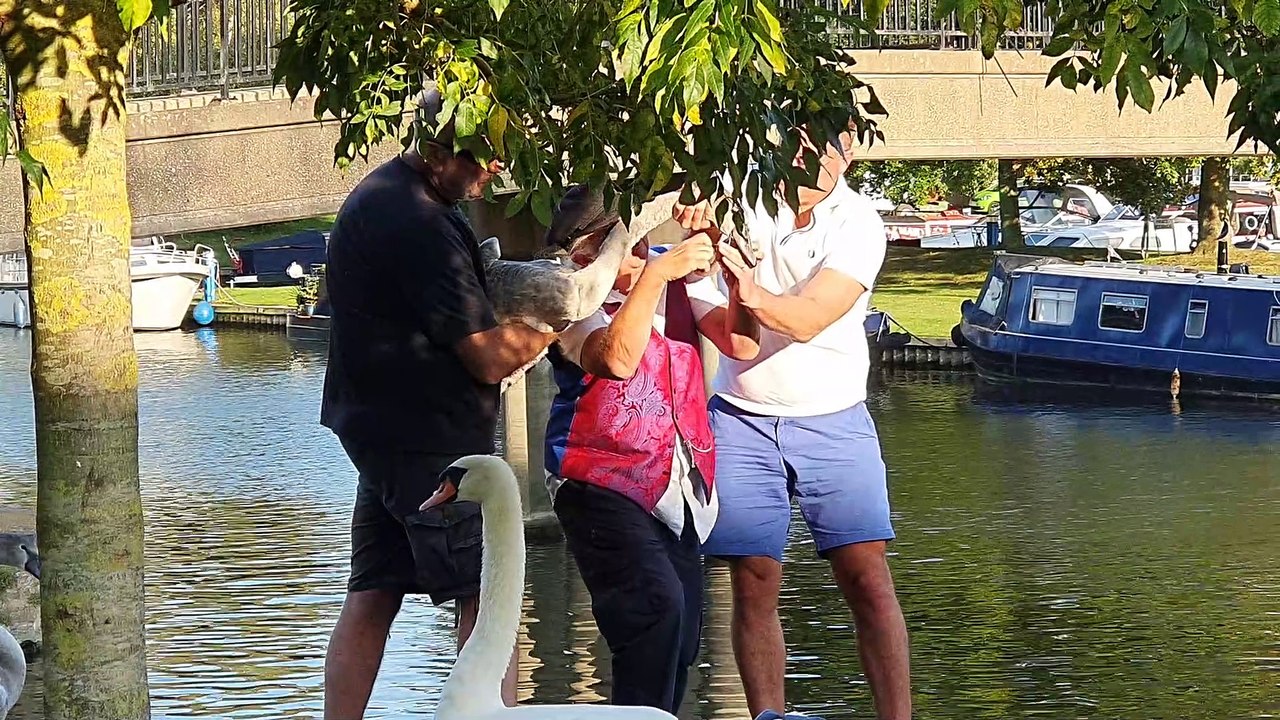 Kind Strangers Rescue Swan from Fishing Wire and Hook Stuck in Its Beak