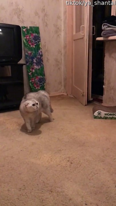 Concerned Kitty Makes Peculiar Sounds