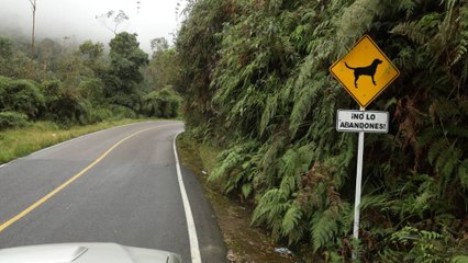 Aumentó el abandono de animales domésticos en Cundinamarca durante cuarentena