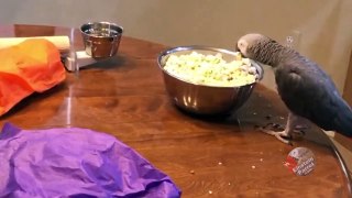 Parrot tries to eat popcorn in a spinning bowl