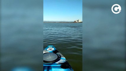 Pescador encontra golfinho preso em rede em Camburi