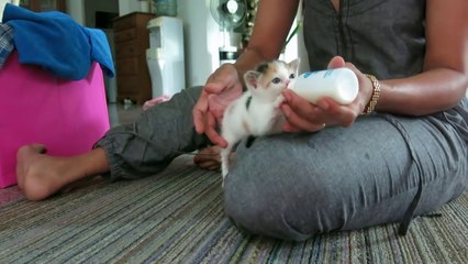 feeding a kitten-  bottle feed - Dailymotion- котенок-小貓