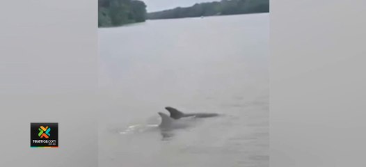 tn7-Grupo-de-delfines-sorprenden-y-cautivan-a-los-vecinos-de-Tortuguero-250920