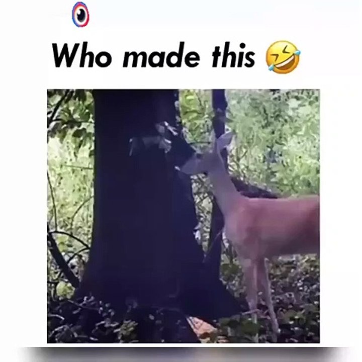 funny shot video