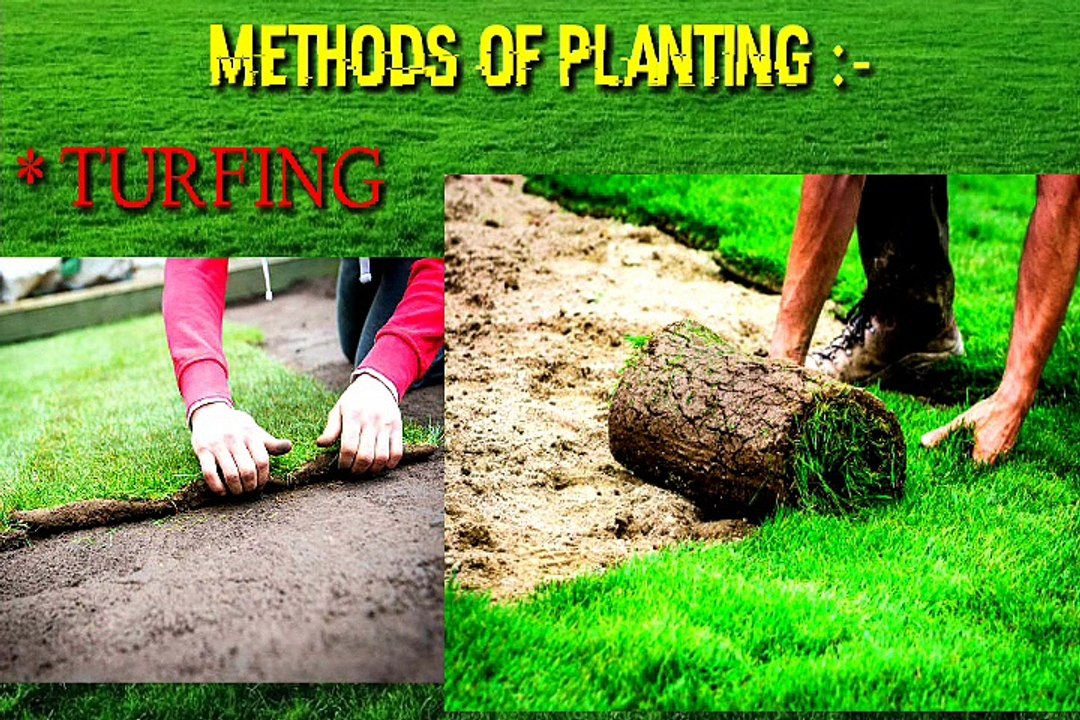 How to grow Lawn Grass in Home Gardening Tips video Dailymotion