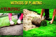 How to grow Lawn Grass in Home| Gardening Tips