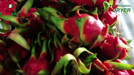 Máy sấy lạnh cao cấp sấy thanh long chất lượng tốt