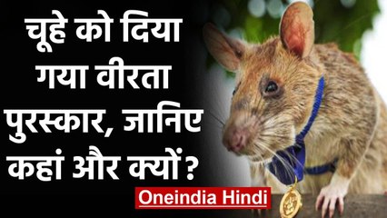 Cambodia : चूहे ने अपनी बहादुरी से बचाई हजारों की जान, मिला Gold Medal । वनइंडिया हिंदी