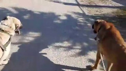 ANADOLU COBAN KOPEKLERi ile GEZiNTiDE - ANATOLiAN SHEPHERD DOGS with WALK