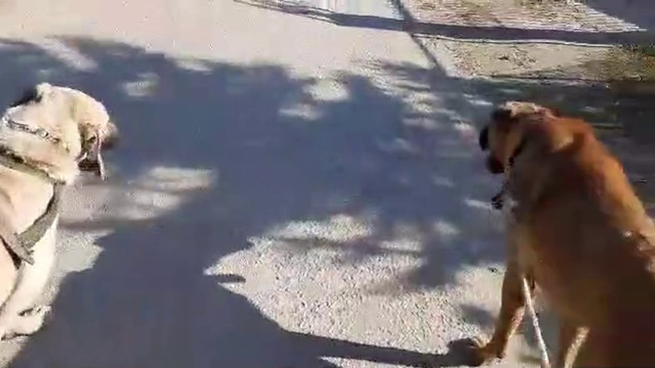 ANADOLU COBAN KOPEKLERi ile GEZiNTiDE - ANATOLiAN SHEPHERD DOGS with WALK