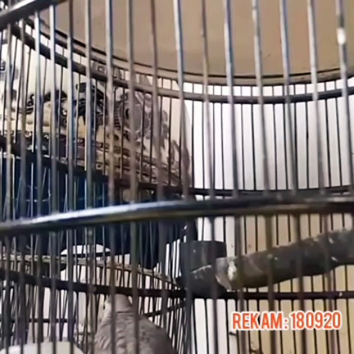 Female Zebra Dove