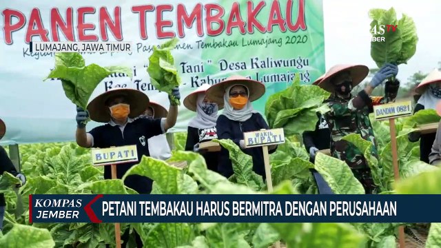 Petani Perlu Bermitra Dengan Perusahaan Rokok Agar Tembakau Terjual Mahal
