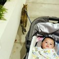 Kitty Pulls Stroller Along With Ease