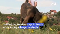 A life-saving 'game': Bosnia trains world's mine-detecting dogs
