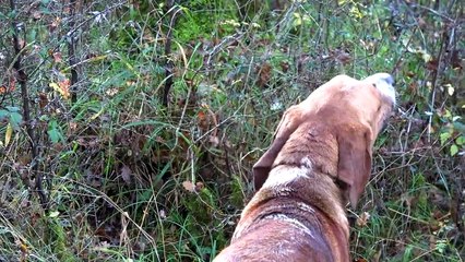 Battue aux chiens courant en Sologne