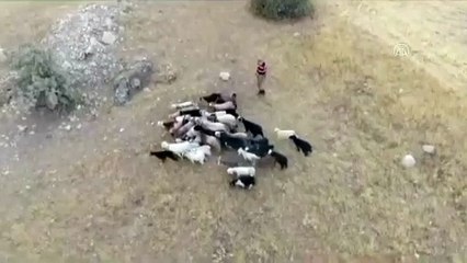 Jandarma kayıp sürüyü drone ile buldu - ELAZIĞ