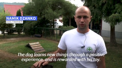 A life-saving 'game': Bosnia trains world's mine-detecting dogs