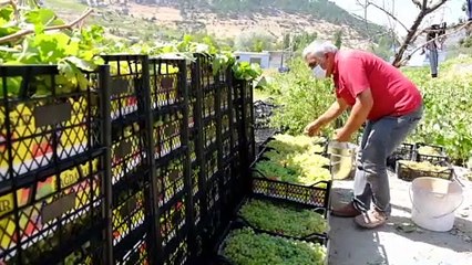 Mut'ta üzüm hasadı - MERSİN