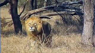 WILD VS WILD - LION BRUTALLY KILLS A CHEETAH