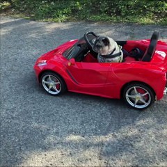 Pug Drives a Ferrari Like a Boss