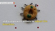 Hero ant rushes to help confused friends