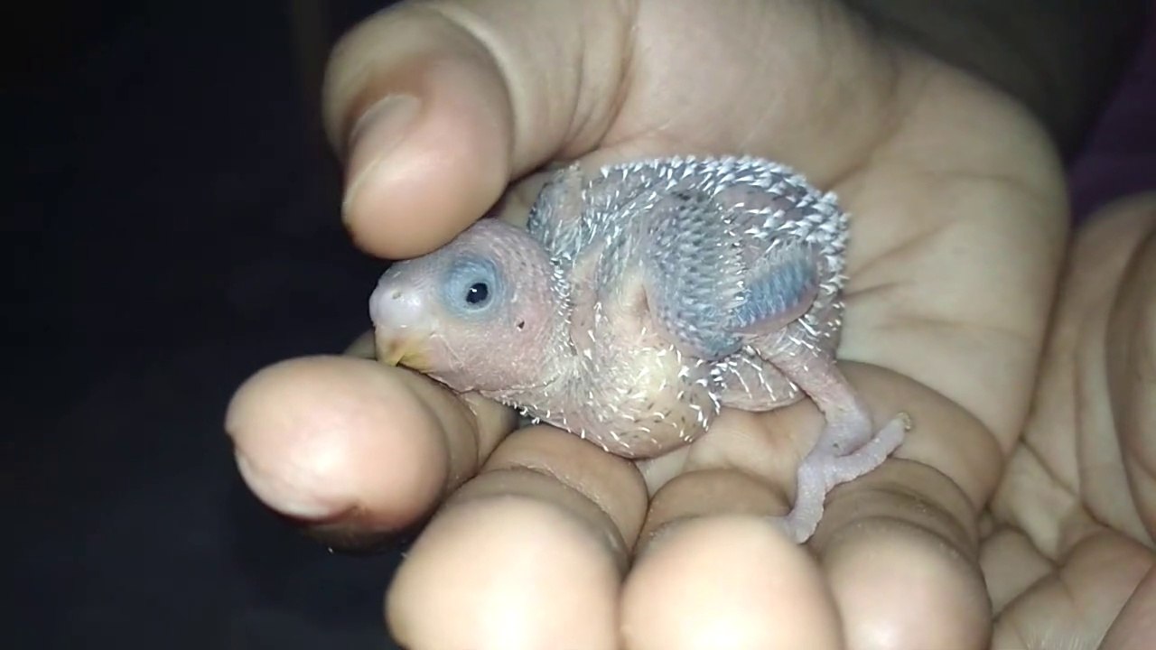 How to gain your budgies birds trust