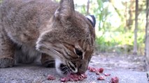 Hungry Bobcat Makes CUTE sounds!