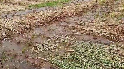 झमाझम बारिश, खेतों में पानी भरा